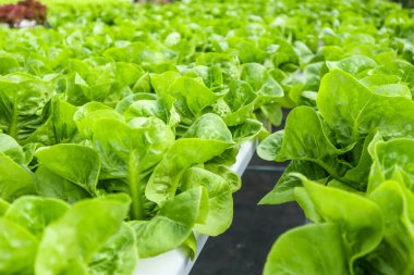 Taze organik yeşil yapraklar salata bitkisi hidroponik sebze tarım sisteminde