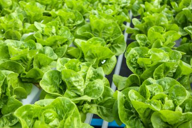 Taze organik yeşil yapraklar salata bitkisi hidroponik sebze tarım sisteminde
