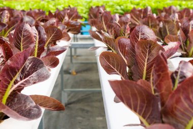 Taze organik kırmızı yapraklar salata bitkisi hidroponik sebze tarım sisteminde