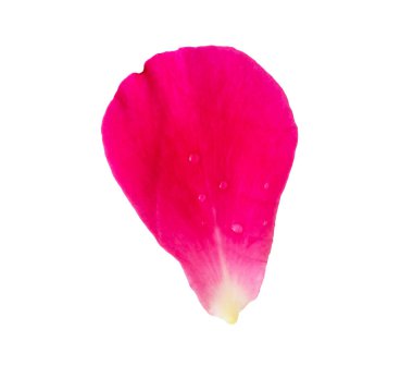 Kırmızılı gül yaprakları kırpma yolu ile beyaz arkaplanda izole edildi