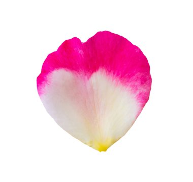 kırpma yolu ile beyaz arkaplanda izole gül yaprakları