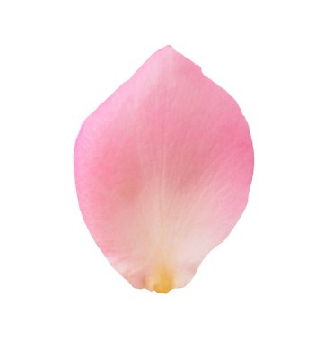 Kırpma yolu ile beyaz arkaplanda izole pembe gül yaprakları