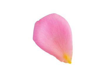 Kırpma yolu ile beyaz arkaplanda izole pembe gül yaprakları