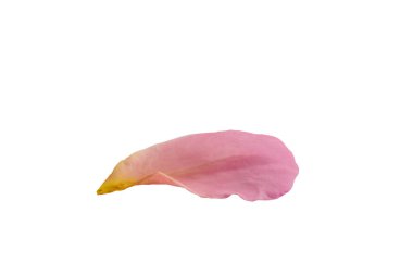 Kırpma yolu ile beyaz arkaplanda izole pembe gül yaprakları