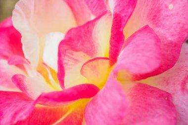 Pembe gül çiçeği soyut arkaplan