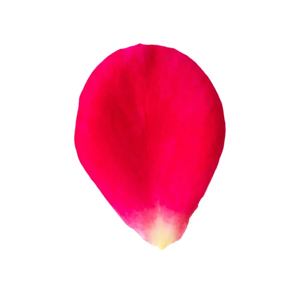 Pétales Rose Rouge Isolés Sur Fond Blanc Avec Chemin Coupe — Photo