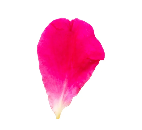 Petali Rosa Rossa Isolati Sfondo Bianco Con Percorso Ritaglio — Foto Stock