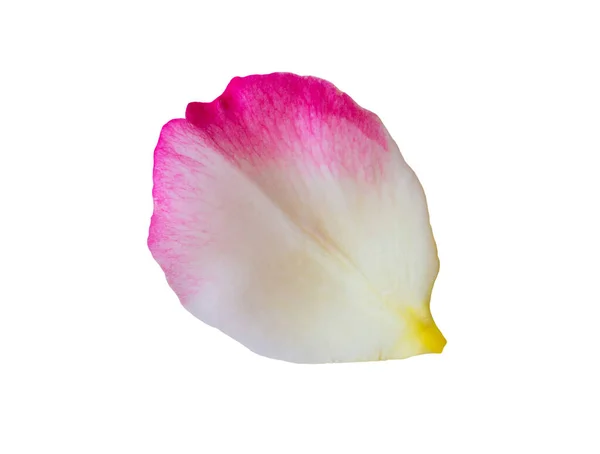 Лепестки Роз Изолированы Белом Фоне Вырезанием Пути — стоковое фото