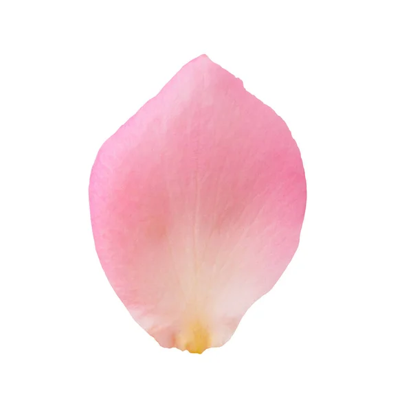 粉色玫瑰花瓣在白色背景上与剪枝路径隔离 — 图库照片
