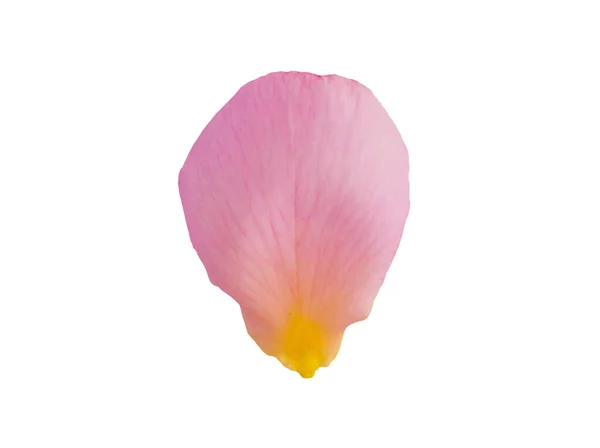 Pink rose petals isolated on white background with clipping path