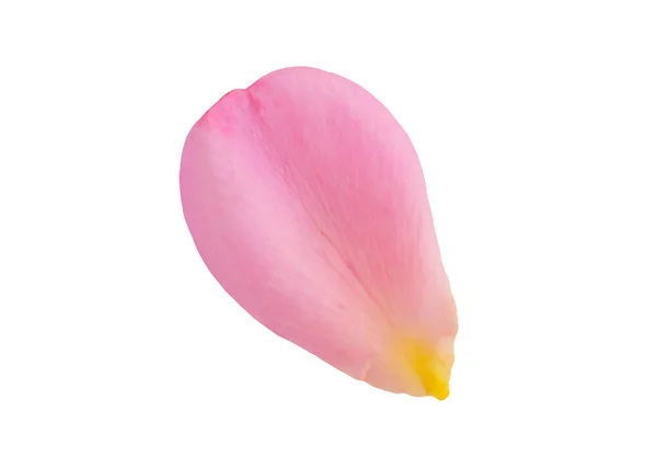 Petali Rosa Rosa Isolati Sfondo Bianco Con Percorso Ritaglio — Foto Stock