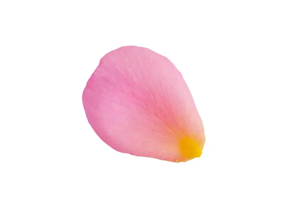 粉色玫瑰花瓣在白色背景上与剪枝路径隔离 — 图库照片