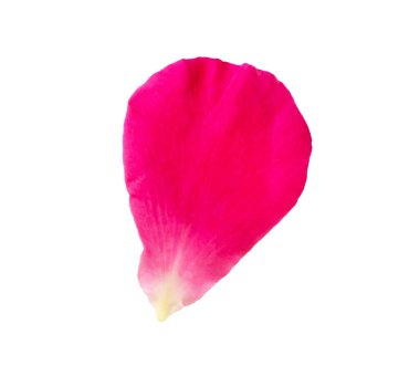 Kırmızılı gül yaprakları kırpma yolu ile beyaz arkaplanda izole edildi