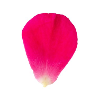 Kırmızılı gül yaprakları kırpma yolu ile beyaz arkaplanda izole edildi