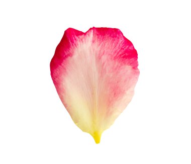 kırpma yolu ile beyaz arkaplanda izole gül yaprakları