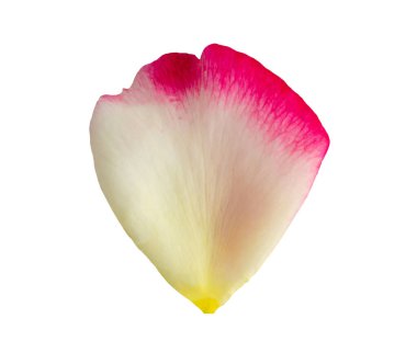 kırpma yolu ile beyaz arkaplanda izole gül yaprakları