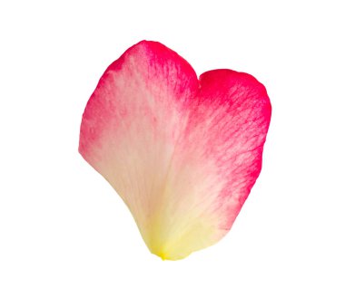 kırpma yolu ile beyaz arkaplanda izole gül yaprakları