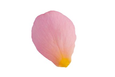 Kırpma yolu ile beyaz arkaplanda izole pembe gül yaprakları