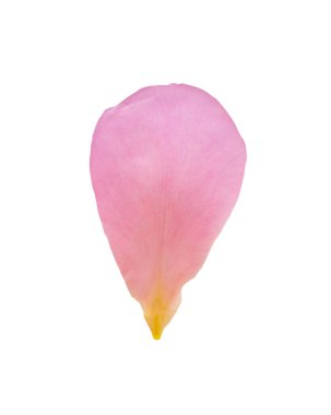 Kırpma yolu ile beyaz arkaplanda izole pembe gül yaprakları