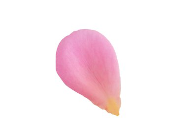 Kırpma yolu ile beyaz arkaplanda izole pembe gül yaprakları