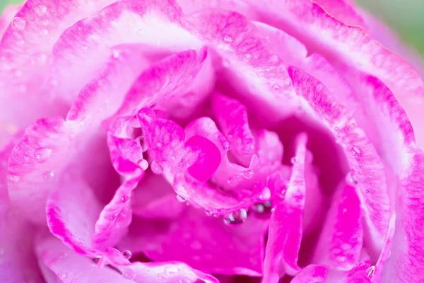 Różowy Róża Kwiat Zbliżenie Abstrakcyjne Tło — Zdjęcie stockowe