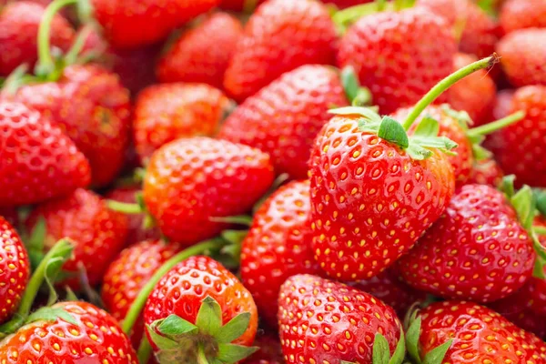 Verse Biologische Rode Rijpe Aardbeien Fruit Achtergrond Closeup — Stockfoto