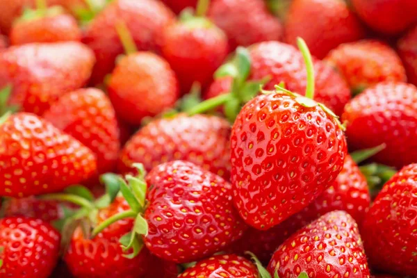 Taze organik kırmızı olgun çilek arkaplanı yakın plan