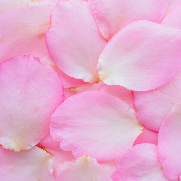 Beautiful pink rose petals for Valentines day background top view