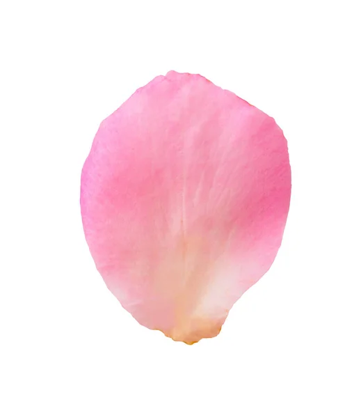 Pink Rose Petals Isolated White Background Clipping Path — Stock Photo, Image