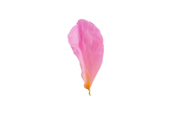 Розовые Лепестки Роз Изолированы Белом Фоне Вырезанием Пути — стоковое фото