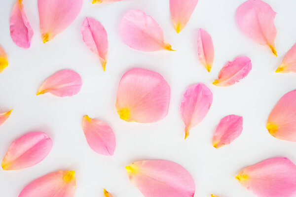 beautiful pink rose petals on white background top view