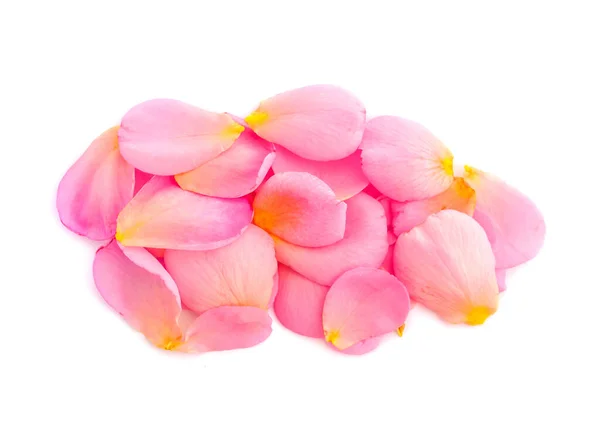 Красивые Розовые Лепестки Роз Изолированы Белом Фоне — стоковое фото