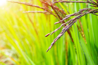 yeşil organik pirinç tarlasında riceberry bitkisi