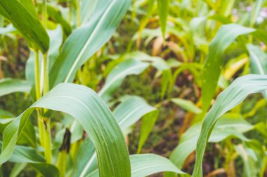 Yeşil yapraklı mısır bitkisi tarım alanında büyüyor.