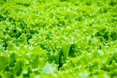 Taze organik yeşil yapraklar salata bitkisi hidroponik sebze tarım sisteminde