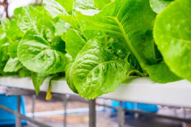Taze organik yeşil yapraklar çünkü hidroponik sebze sisteminde romaine salata bitkisi var.