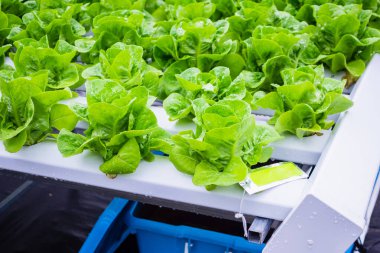 Taze organik yeşil yapraklar salata bitkisi hidroponik sebze tarım sisteminde