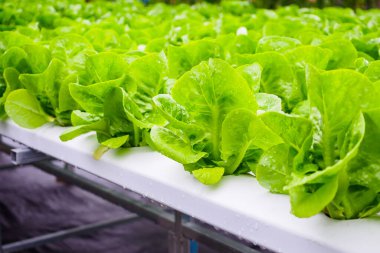 Taze organik yeşil yapraklar salata bitkisi hidroponik sebze tarım sisteminde