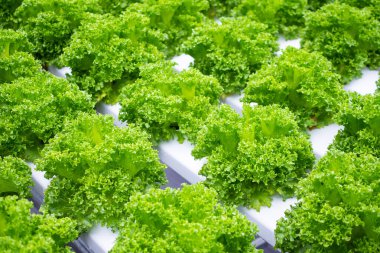Taze organik yeşil yapraklar salata bitkisi hidroponik sebze tarım sisteminde