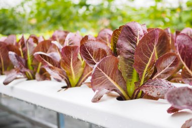 Taze organik kırmızı yapraklar salata bitkisi hidroponik sebze tarım sisteminde
