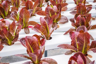 Taze organik kırmızı yapraklar salata bitkisi hidroponik sebze tarım sisteminde