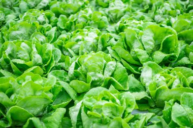 Taze organik yeşil yapraklar salata bitkisi hidroponik sebze tarım sisteminde