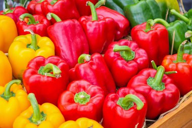 Organik çiftlikte taze dolmalık biber