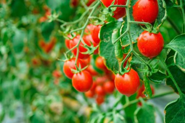 Taze taze kırmızı domatesler organik sera bahçesinde yetişmeye hazır.