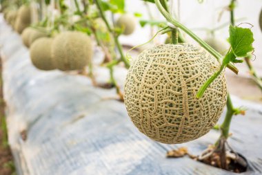 Taze yeşil Japon kavunları organik serada yetişen karpuzlar.