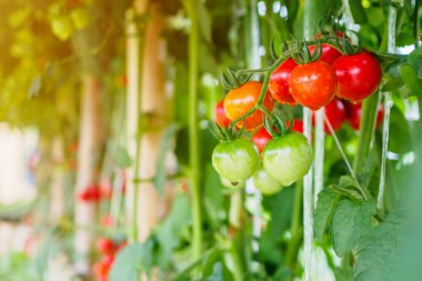 Taze taze kırmızı domatesler organik sera bahçesinde yetişmeye hazır.