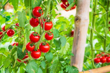 Taze taze kırmızı domatesler organik sera bahçesinde yetişmeye hazır.