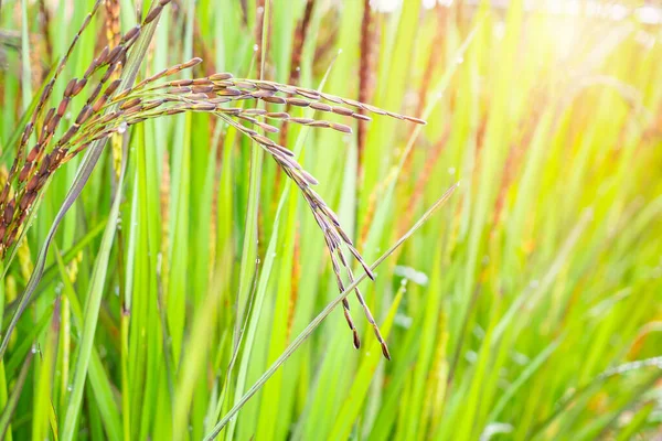 Planta Riceberry Campo Arroz Orgânico Verde Paddy — Fotografia de Stock