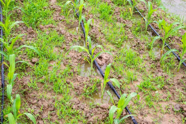 Maisfeld Mit Wasserbewässerungssystem Bio Garten — Stockfoto