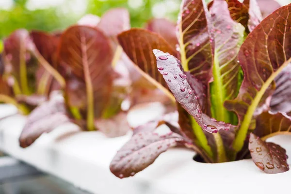 新鮮な有機赤葉レタスサラダ植物の水耕栽培システム — ストック写真
